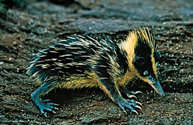 a tenrec